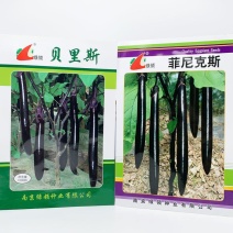 绿领菲尼克斯贝里斯黑紫长茄子种籽早熟长条顺直紫色长茄种