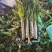 大棚尖叶莴苣山东莴笋，大量现货供应，现砍现发代发全国