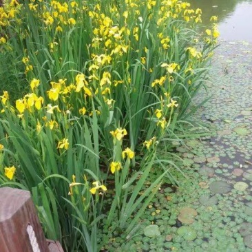 黄菖蒲黄花鸢尾水生花卉水草挺水植物鱼塘池塘绿化植物水培