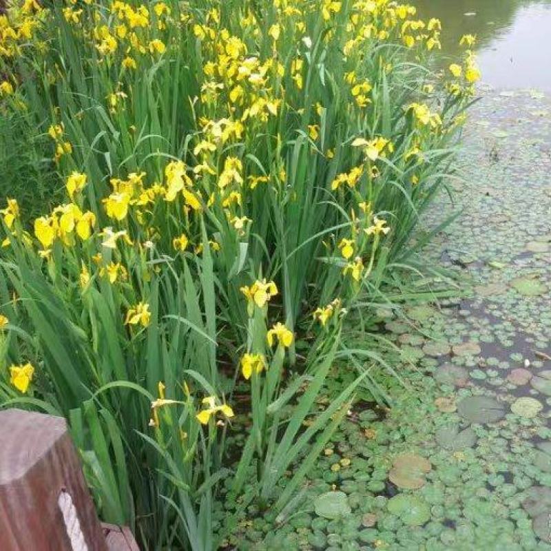 黄菖蒲黄花鸢尾水生花卉水草挺水植物鱼塘池塘绿化植物水培