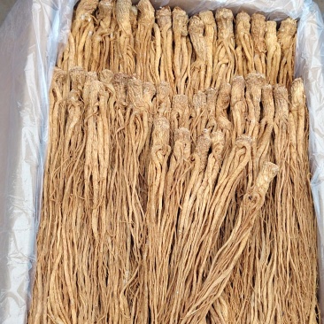 水洗精品优质长条小中当归