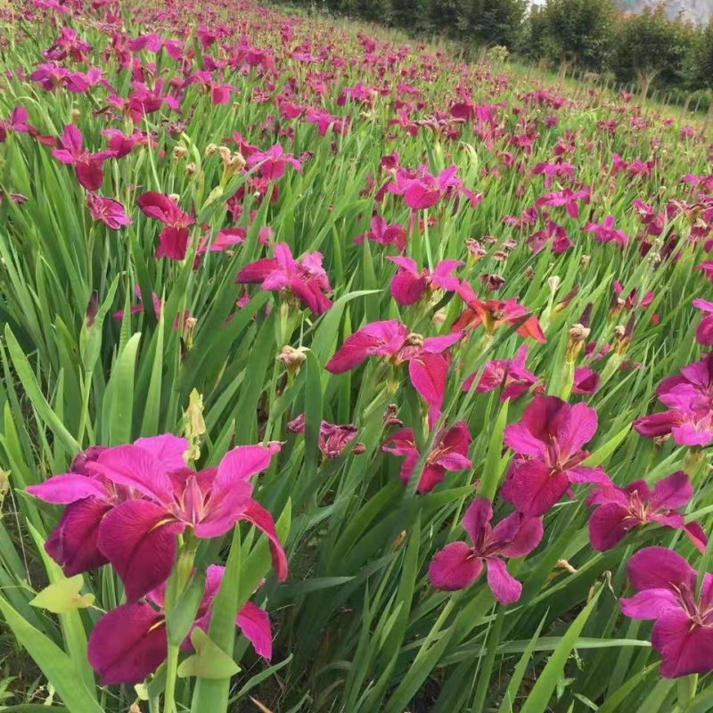 黄菖蒲黄花鸢尾水生花卉水草挺水植物鱼塘池塘绿化植物水培