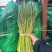 冷库邳州红帽蒜薹电商货源标准小把去叶净菜量大货源充足！