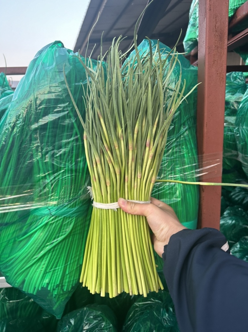 冷库邳州红帽蒜薹电商货源标准小把去叶净菜量大货源充足！