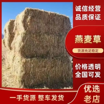 甘肃低钾甜燕麦草欢迎新老顾客来电咨询选购！