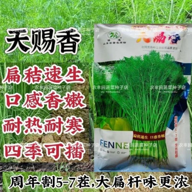 割茬茴香种子耐热耐寒一年四季茴香种子大扁杆茴香籽香味浓
