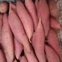烟薯，板栗薯，白薯