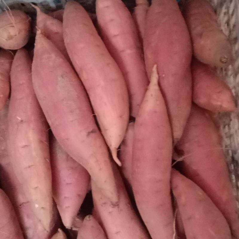 烟薯，板栗薯，白薯
