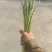 冷库邳州红帽蒜薹电商货源标准小把去叶净菜量大货源充足！
