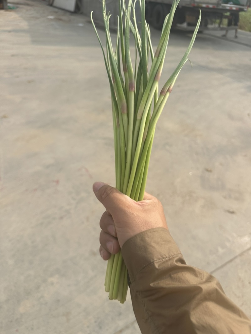 冷库邳州红帽蒜薹电商货源标准小把去叶净菜量大货源充足！