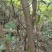 山林