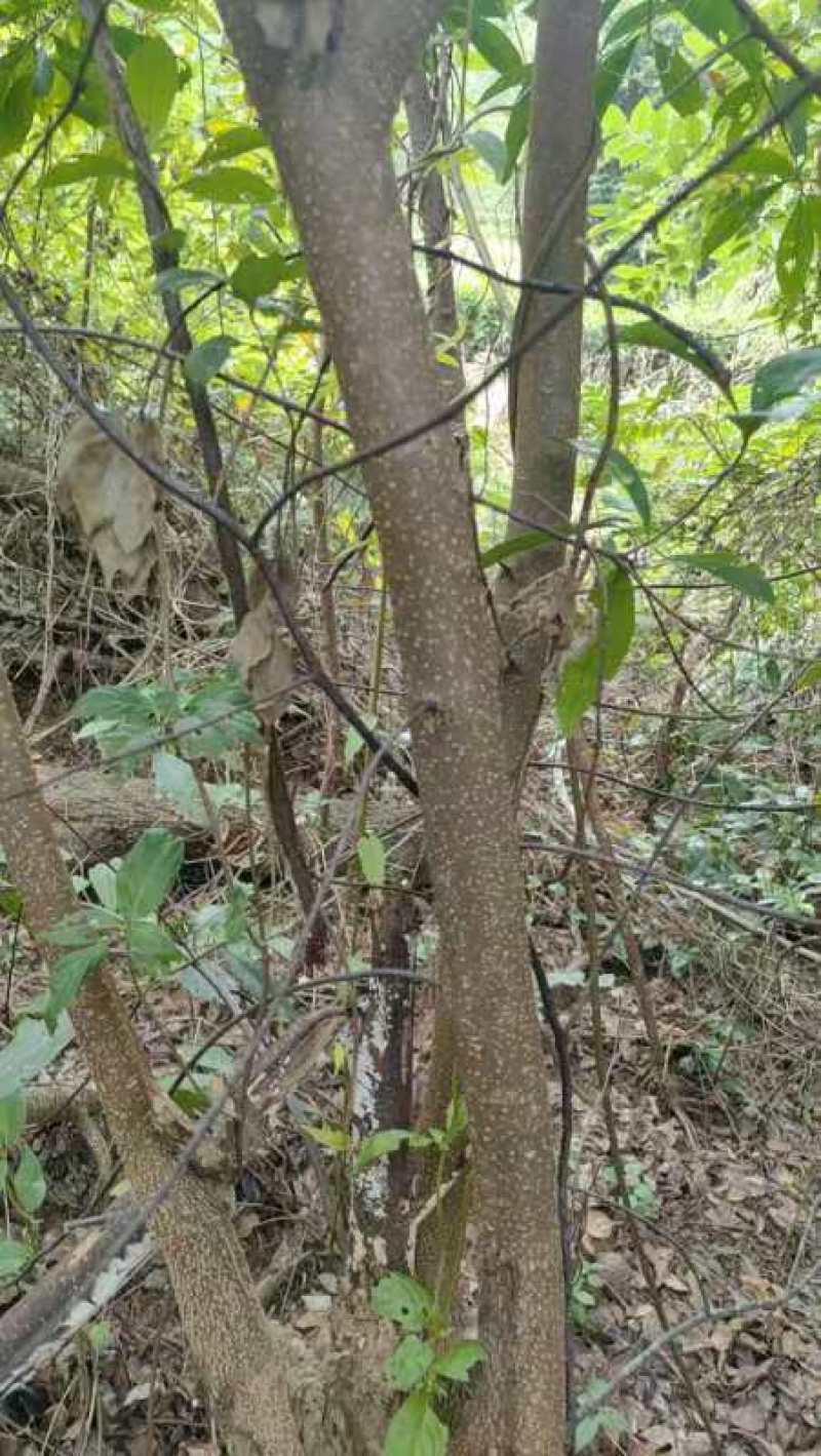 山林