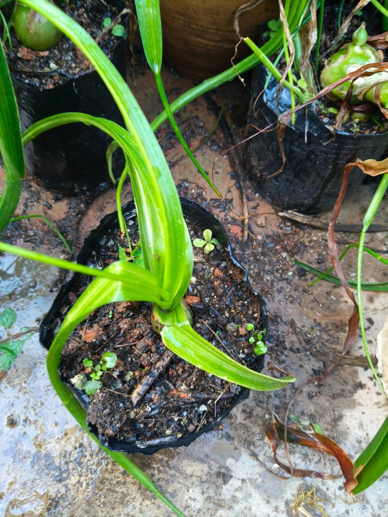 虎眼万年青种球种苗药用食用阳台盆栽地栽