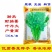 绿领耐热耐高温香菜抗热菜种子耐抽苔澳洲四季香菜香菜籽批发