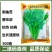 绿领耐热耐高温香菜抗热菜种子耐抽苔澳洲四季香菜香菜籽批发