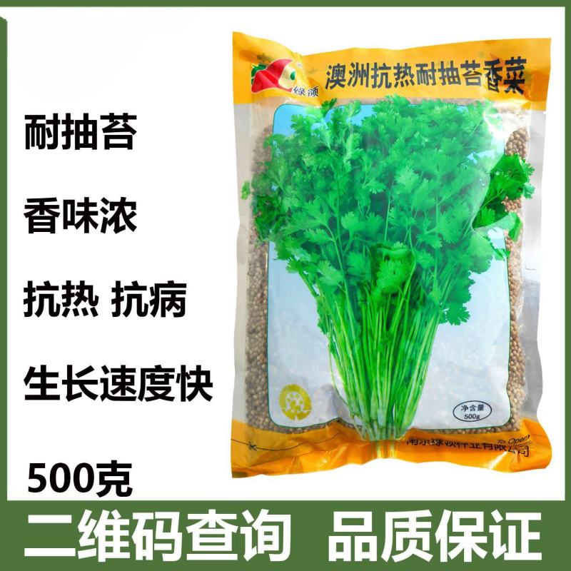 绿领耐热耐高温香菜抗热菜种子耐抽苔澳洲四季香菜香菜籽批发
