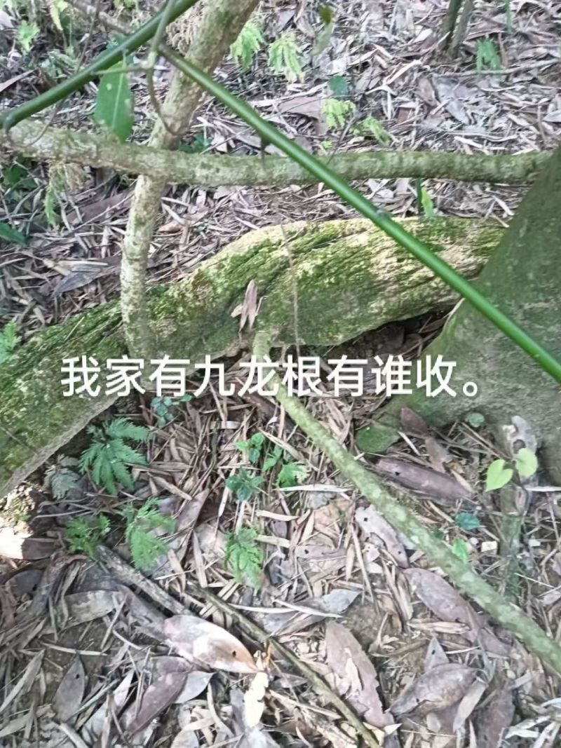 野生九龙藤