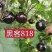黑客818嫁接圆茄苗黑亮不变色青绿肉高产早熟