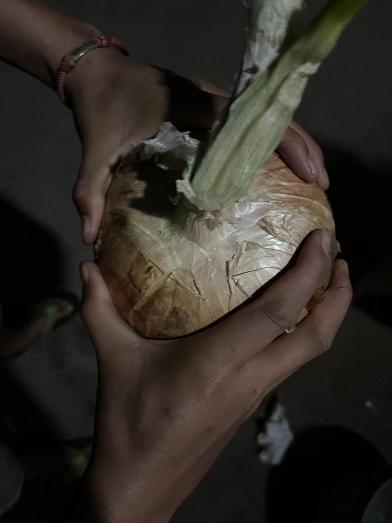 【实力供应】元谋精品黄皮洋葱.食堂.电商.各大市场直供