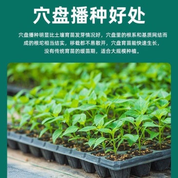 穴盘育苗加厚盘穴盘营养辣椒托盘玉米蔬菜，各种规格