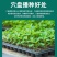 穴盘育苗加厚盘穴盘营养辣椒托盘玉米蔬菜，各种规格
