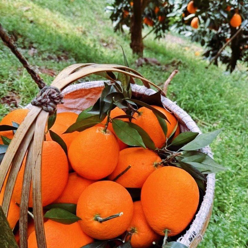 《商家力推》纽荷尔水分充足保质保量价格实惠进店联系