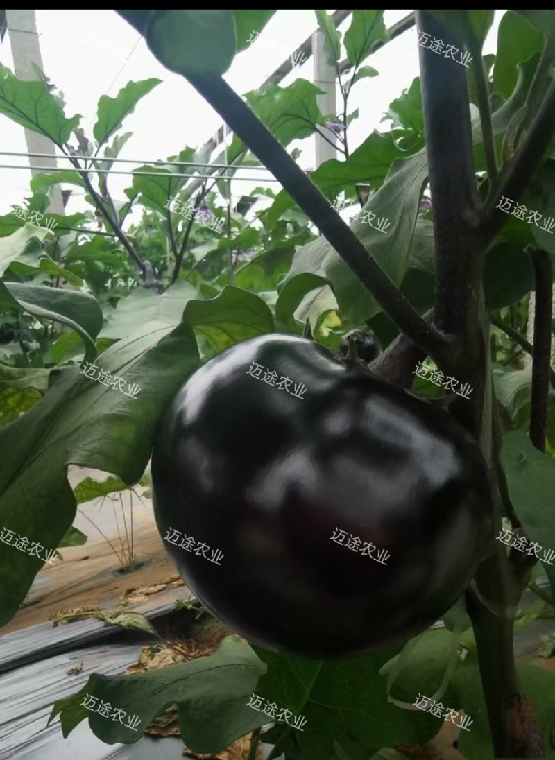黑客818嫁接圆茄苗黑亮不变色青绿肉高产早熟