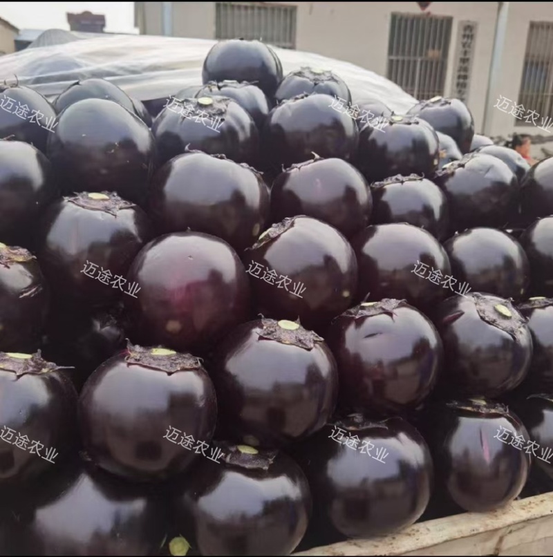 黑客818嫁接圆茄苗黑亮不变色青绿肉高产早熟