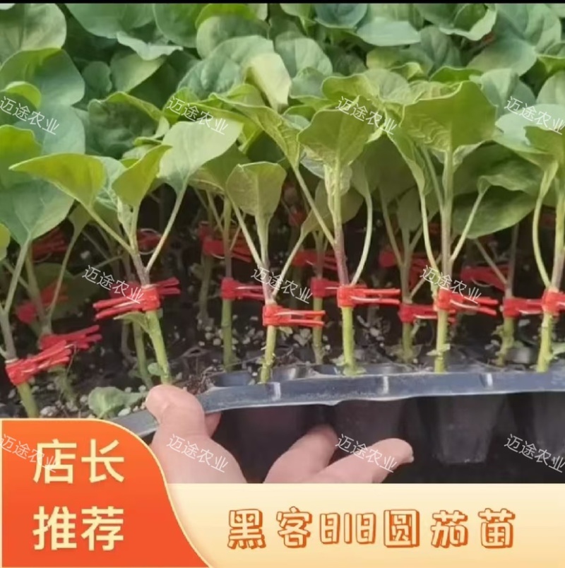 黑客818嫁接圆茄苗黑亮不变色青绿肉高产早熟