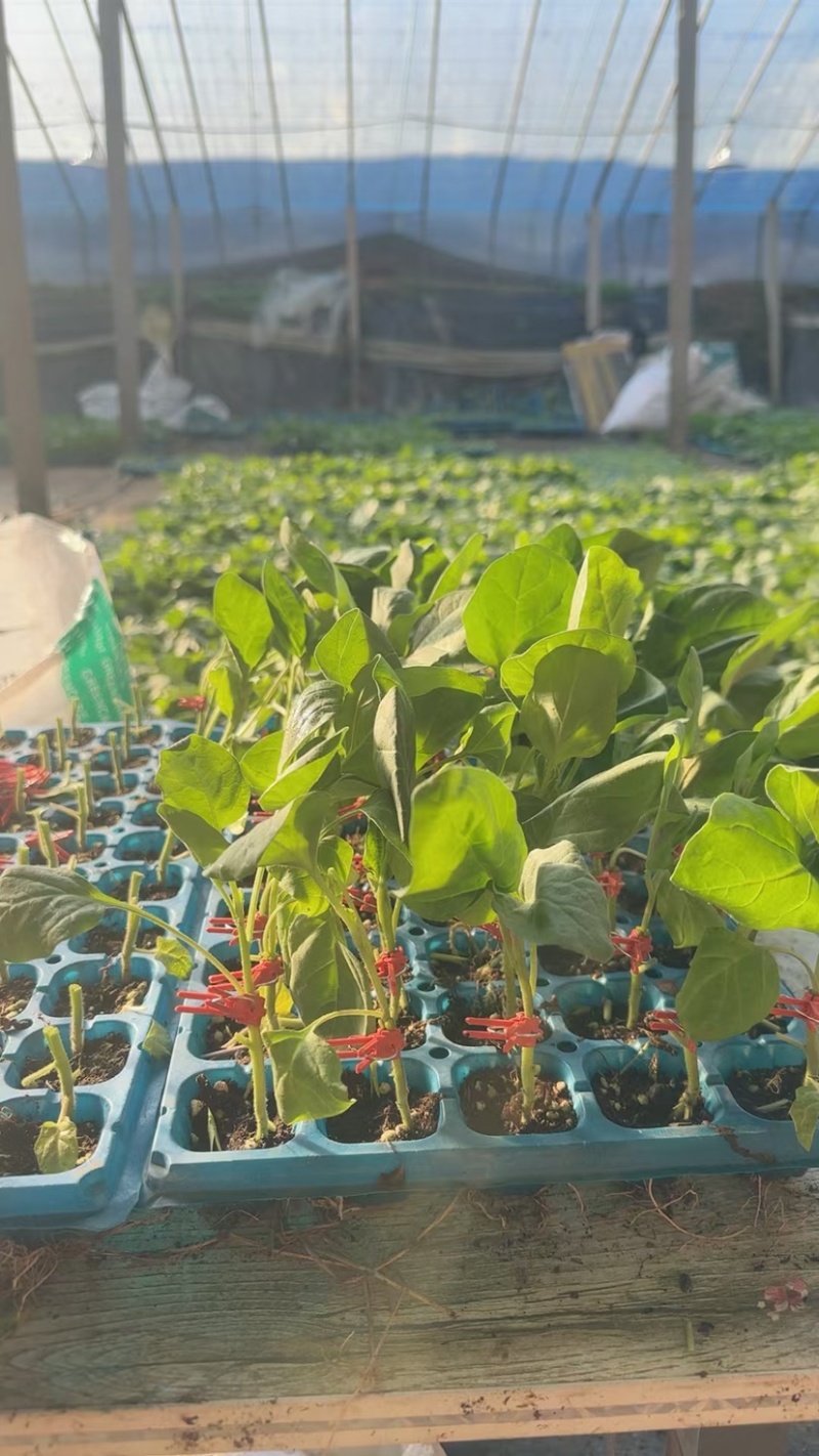 黑客818嫁接圆茄苗黑亮不变色青绿肉高产早熟