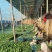 黑客818嫁接圆茄苗黑亮不变色青绿肉高产早熟