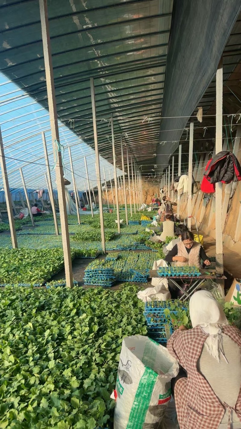 黑客818嫁接圆茄苗黑亮不变色青绿肉高产早熟
