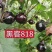 黑客818嫁接圆茄苗黑亮不变色青绿肉高产早熟