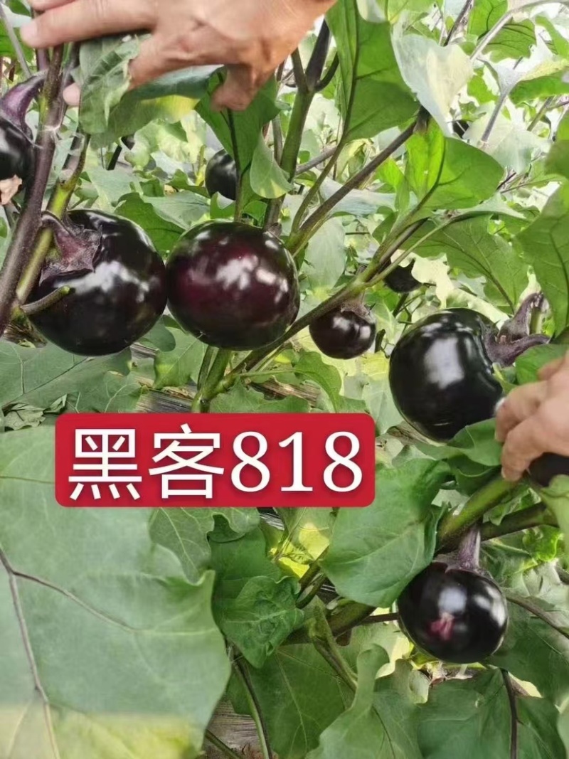 黑客818嫁接圆茄苗黑亮不变色青绿肉高产早熟