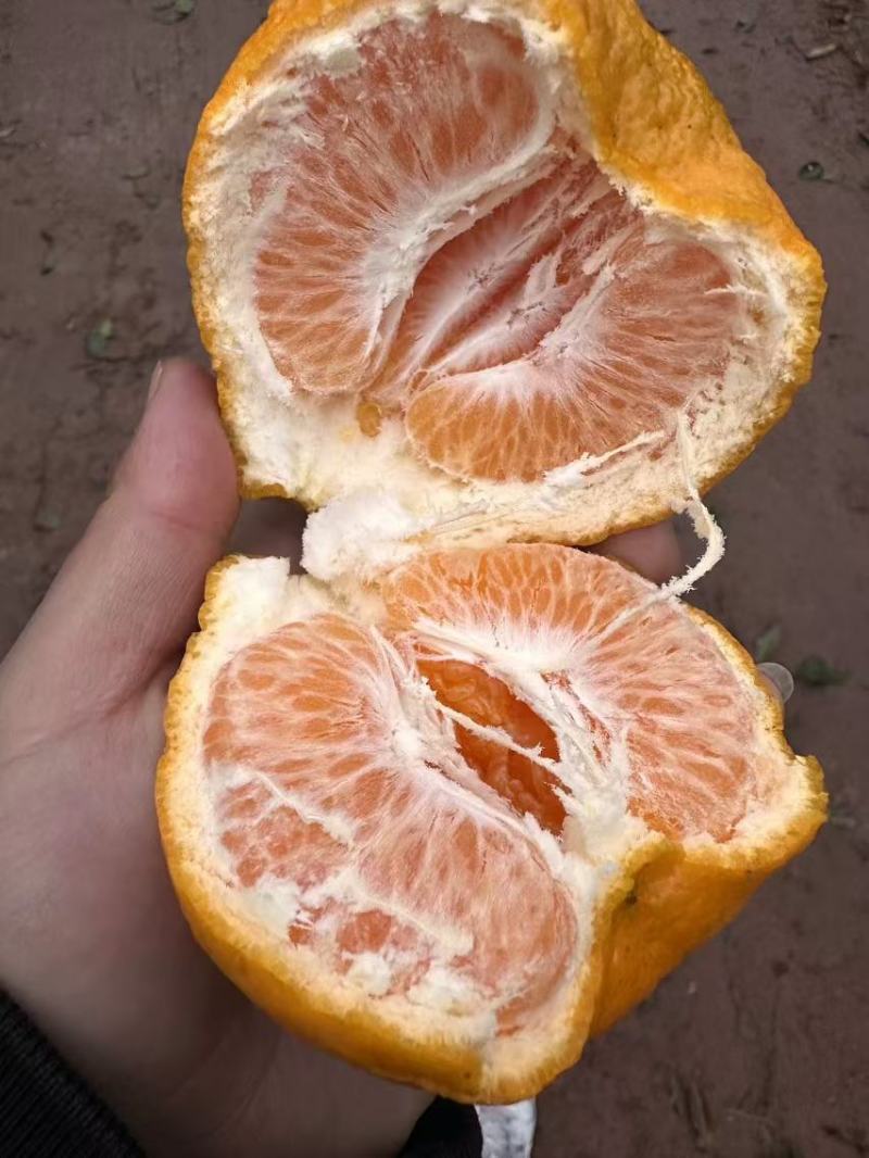 四川耙耙柑