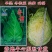 春甜牛心甘蓝种子早熟包菜种籽卷心菜耐寒春秋冬四季农家蔬菜