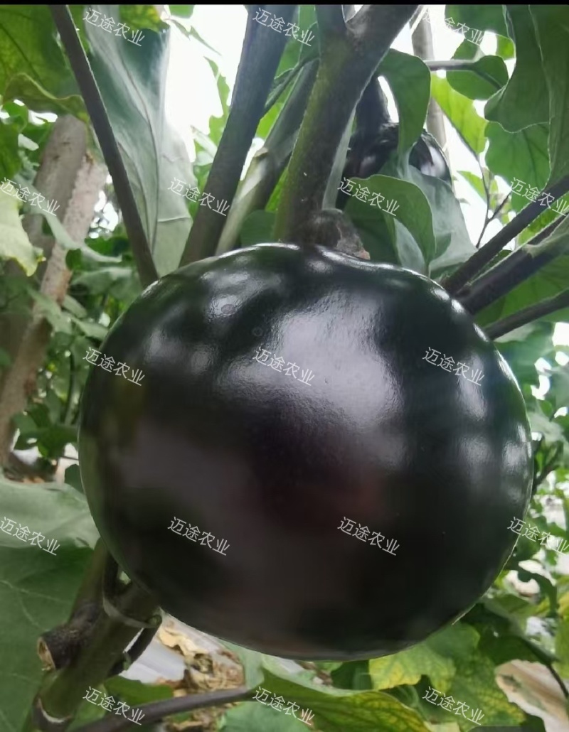 黑客818嫁接圆茄苗黑亮不变色青绿肉高产早熟
