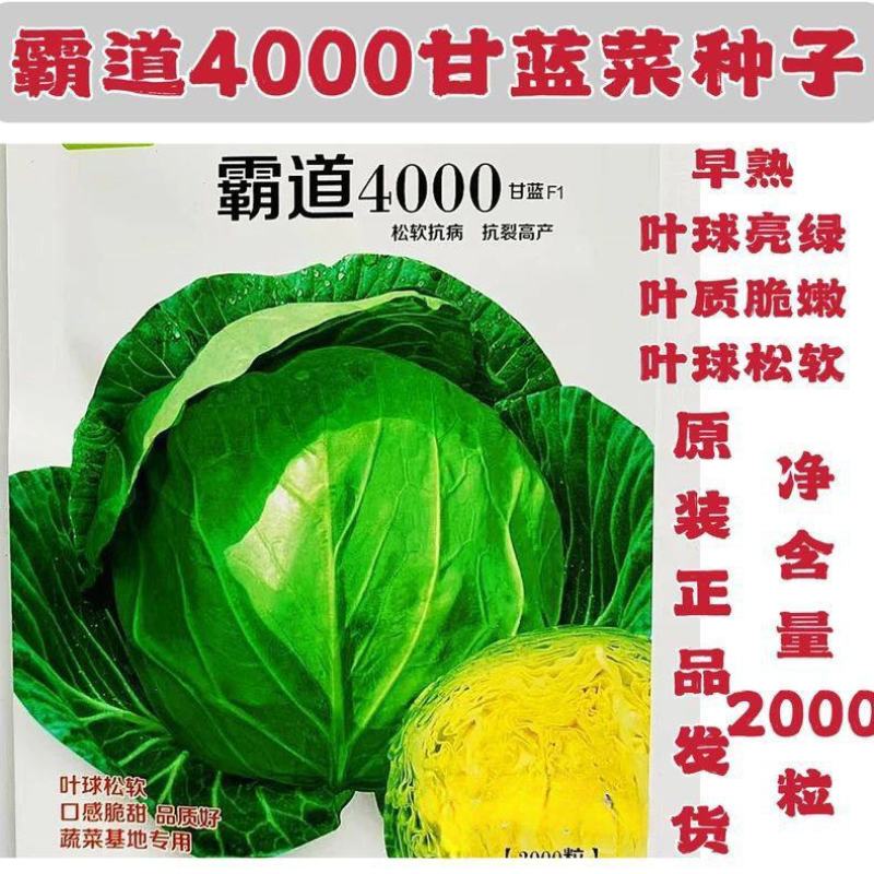 霸道4000松软型甘蓝种子叶绿黄芯口感好耐裂早熟包菜种子