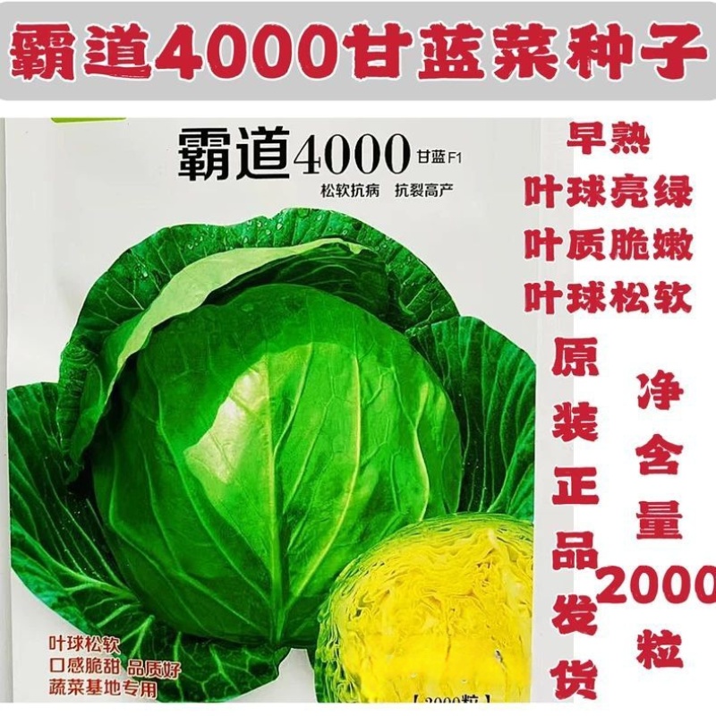 霸道4000松软型甘蓝种子叶绿黄芯口感好耐裂早熟包菜种子