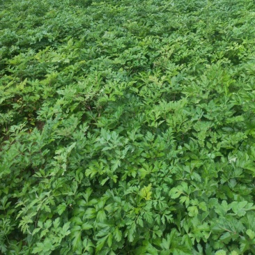 白花前胡种植一手货源