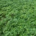 白花前胡种植一手货源