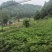 白花前胡种植一手货源