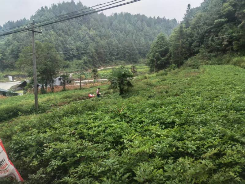 白花前胡种植一手货源