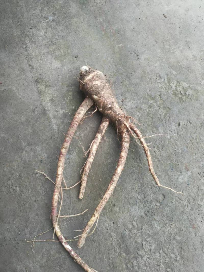 白花前胡种植一手货源