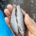各个大小水库出品，大小都有，美味健康小鱼仔。