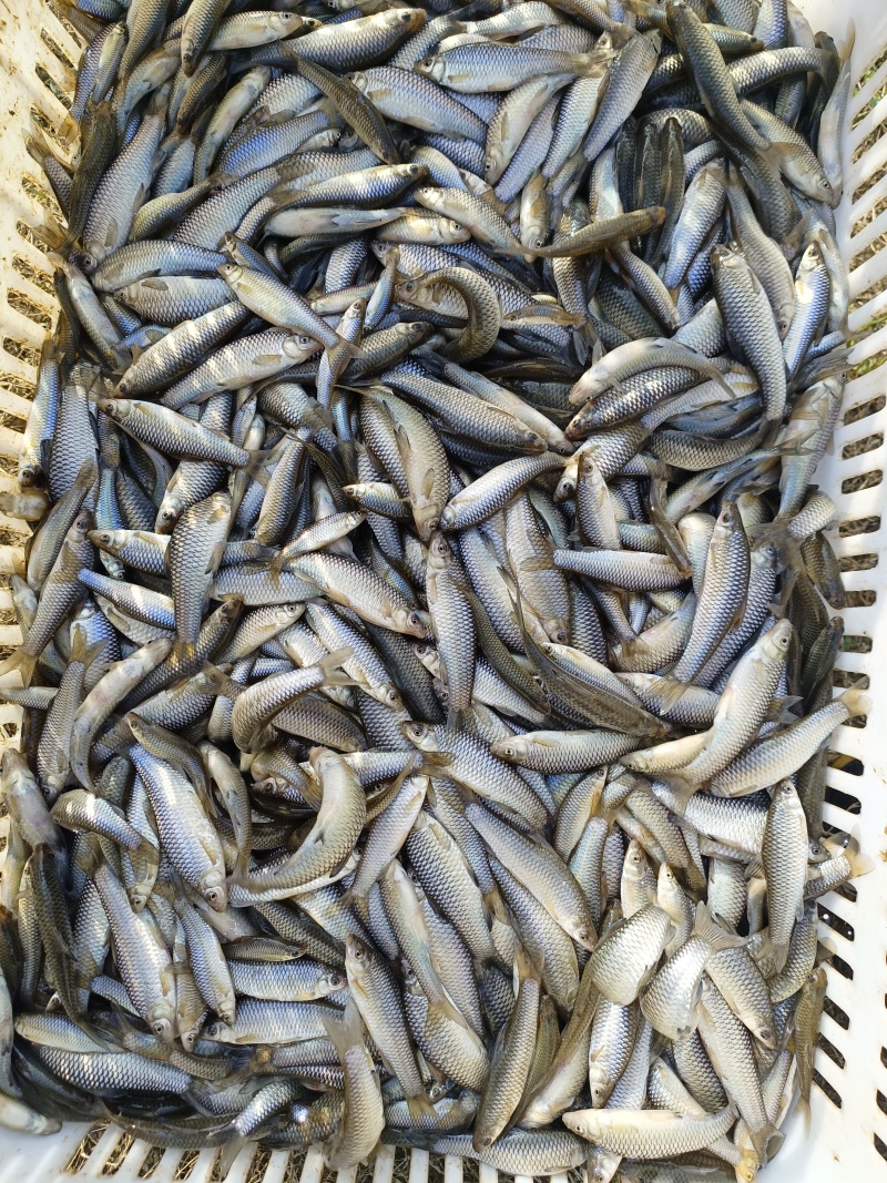 各个大小水库出品，大小都有，美味健康小鱼仔。