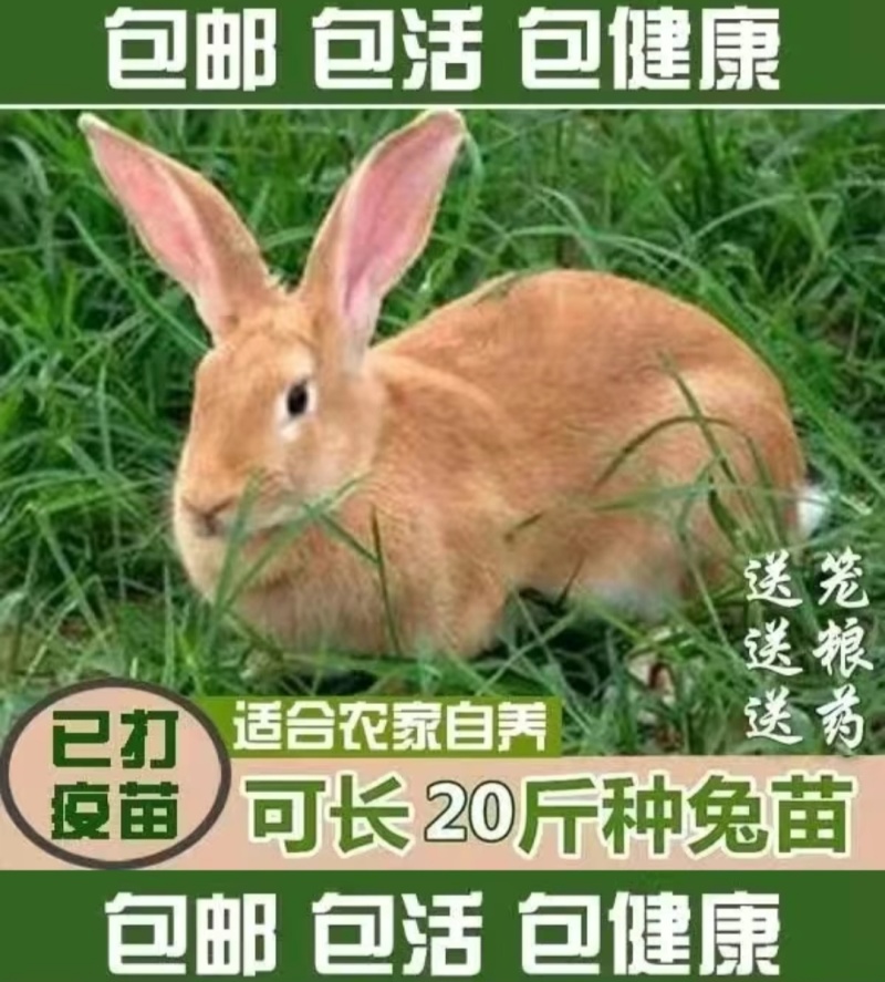 黄色兔子肉兔高产能散养笼养都可以适应环境很强