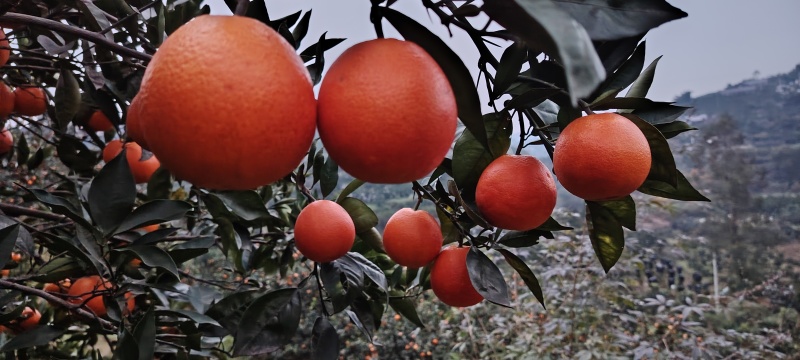 血橙