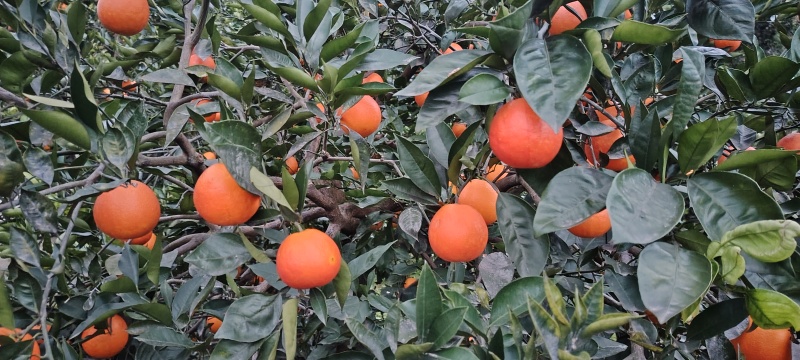 血橙