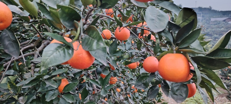 血橙